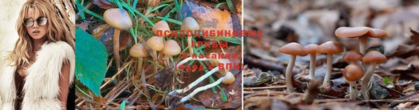 прущие крисы Саяногорск
